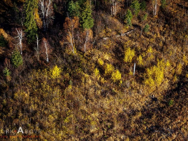 Trees in autumn colours near Whitecourt, Alberta - 151008_5257